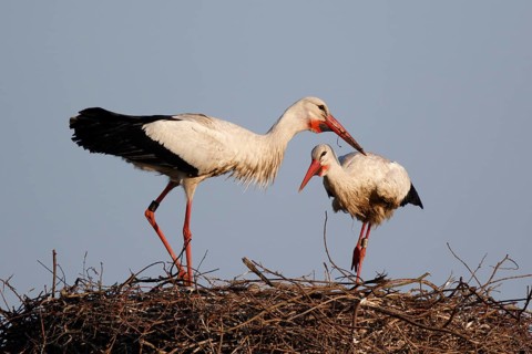 White Stork (Ciconia ciconia) pair at nest, North Rhine-Westphalia, Germany