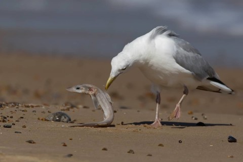 Herring gull (Larus argentatus) adult seagull bird feeding on a Dogfish shark fish on a beach in