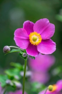 Chinese anemone (Anemone hupehensis), Lower Rhine, North Rhine-Westphalia, Germany
