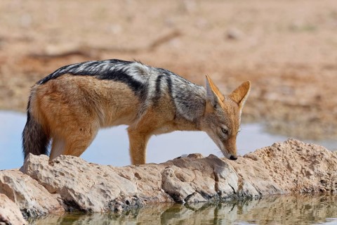 Black-backed jackal (Lupulella mesomelas), adult animal, standing at a waterhole, looking at its