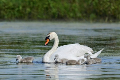 Mute swan (Cygnus olor) with chicks on a lake, North Rhine-Westphalia, Germany