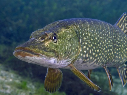 Close-up of a pike (Esox lucius) in clear water, detailed depiction of the scales. Dive site car