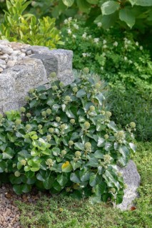 Shrub ivy (Hedera hibernica 'Arbori Compact'), An den Dorfwiesen 9, Federal Republic of Germany
