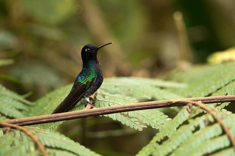 Velvet-purple Coronet (Boissonneaua jardini) juvenile perched on a branch, Andes Mountains,