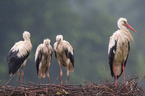 White Stork (Ciconia ciconia) with juveniles in nest after a heavy rain shower, North
