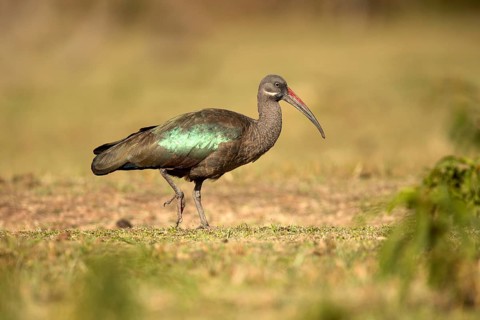 Hadada Ibis (Bostrychia hagedash) foraging, Lake Langano, Ethiopia