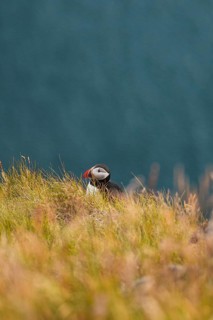A lone puffin, Fratercula arctica, peeks through tall grass on a lush cliffside in Norway The