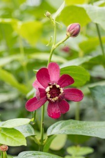 Spice bush (Calycanthus 'Aphrodite'), BS Sämann, Germany