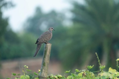 A Spotted dove or eastern spotted dove (Spilopelia chinensis), Sreepur, Gazipur, Bangladesh