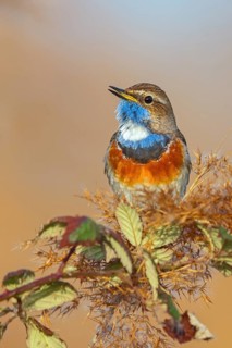 White-throated bluethroat (Luscinia svecica), Luscinia svecicus, Hockenheim, Baden-Württemberg,
