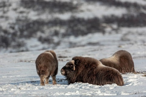 The look of the mother musk ox (Ovibos moschatus) signals little enthusiasm towards the calf to end