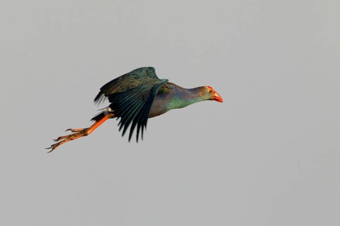 Grey-headed Swamphen (Porphyrio poliocephalus) flying, Bueng Boraphet, Thailand