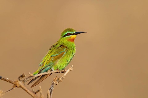 Blue-cheeked Bee-eater, (Merops persicus), family of bee-eaters, bird on perch, Al Mughsyal,