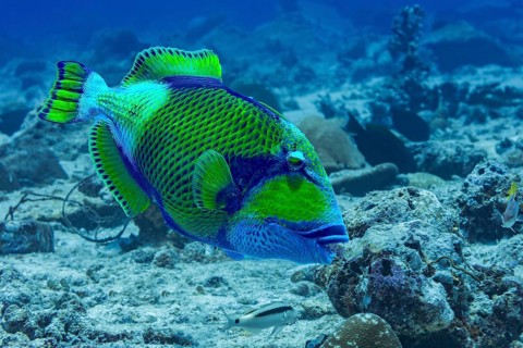 A vibrant titan triggerfish swims gracefully amidst the coral reefs of the Maldives, showcasing its