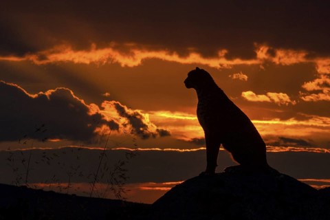 Cheetah (Acinonyx jubatus) captive, female in sunset, Castile-La Mancha, Spain