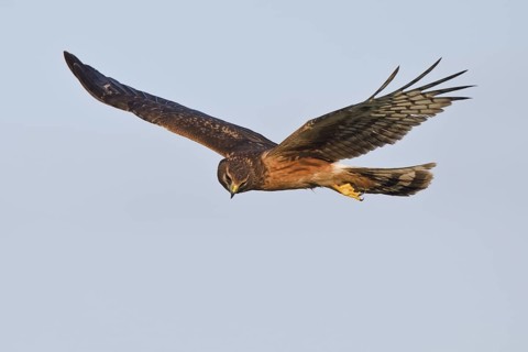 Northern Harrier (Circus hudsonius) female flying, Texas, USA