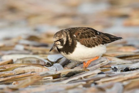 Ruddy Turnstone (Arenaria interpres) foraging at shoreline, North Holland, Netherlands