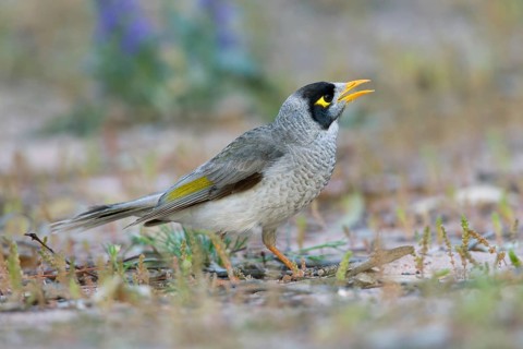 Noisy Miner (Manorina melanocephala) calling, Victoria, Australia