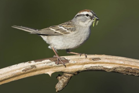 Chipping Sparrow (Spizella passerina), British Columbia, Canada
