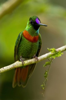 Gould's Jewelfront (Heliodoxa aurescens), Manu National Park, Peru