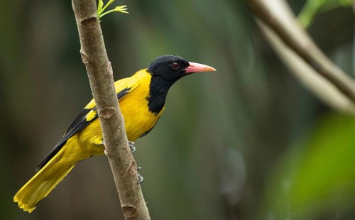 A Black-hooded Oriole (Oriolus xanthornus), sreepur, Gazipur, bangladesh
