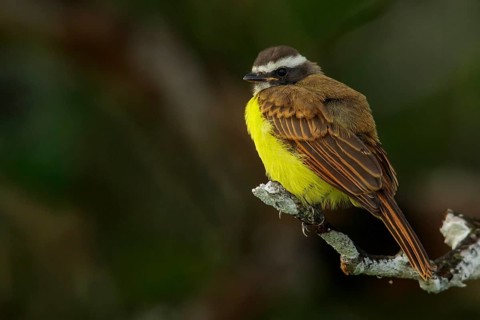 Rusty-margined Flycatcher (Myiozetetes cayanensis) perched on a branch in the rainforest of Guyana