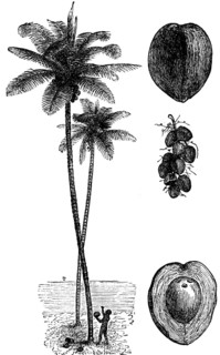 Coconut palm (Cocos nucifera) with illustrations of the coconut fruit, fruit stand and