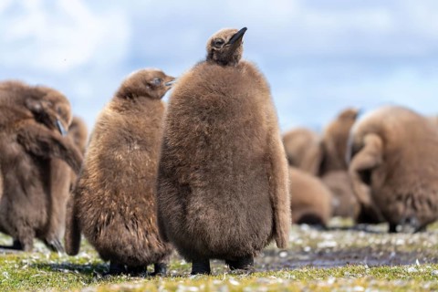 King penguin (Aptenodytes patagonicus), chick with brown down plumage in a colony, Volunteer Point,