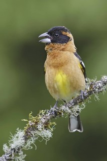 Black-headed Grosbeak (Pheucticus melanocephalus) male, British Columbia, Canada