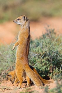 Yellow mongoose (Cynictis penicillata), Addo Elephant National Park, Addo, Western Cape, South
