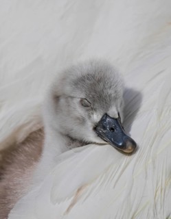 Mute Swan (Cygnus olor) huddling chick, Baden-Wuerttemberg, Germany