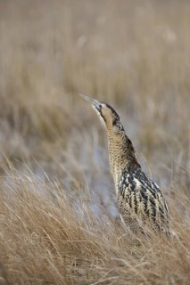 Eurasian Bittern (Botaurus stellaris), Burgenland, Austria