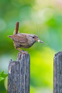 Eurasian Wren (Troglodytes troglodytes) carrying insect in beak, Bavaria, Germany