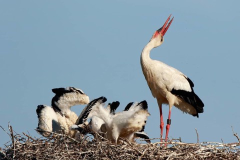 White Stork (Ciconia ciconia) with chicks in nest, North Rhine-Westphalia, Germany