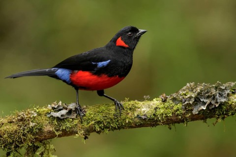 Scarlet-bellied Mountain-tanager (Anisognathus lunulatus) perched on a branch in the Andes