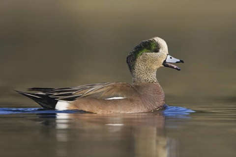 American Wigeon (Mareca americana) male, British Columbia, Canada