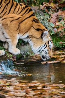 Siberian tiger (Panthera tigris altaica) drinking water from a little lake, Germany