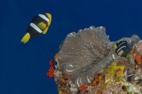 Clark's anemonefish swim gracefully around a magnificent sea anemone in the vibrant undersea world