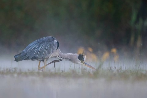 Grey Heron (Ardea cinerea) scratching, North Rhine-Westphalia, Germany