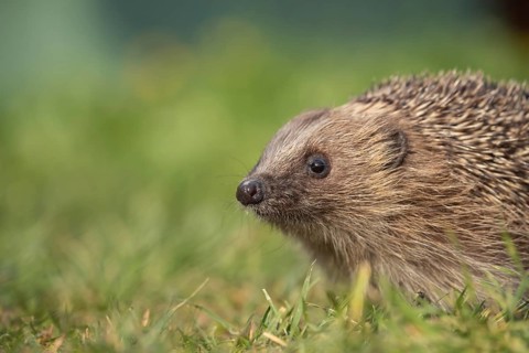 European hedgehog (Erinaceus europaeus) adult animal on a garden grass lawn in the spring, England,
