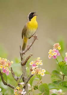 Common Yellowthroat (Geothlypis trichas) male singing, Texas, USA