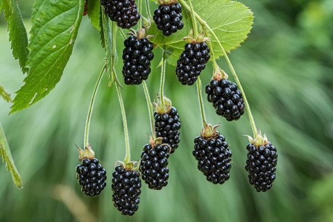 Gooeless blackberry (Rubus fruticosus BABY CAKES), Cambridge Botanical Garden, Germany