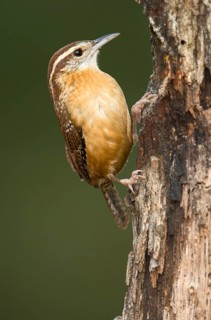 Carolina Wren (Thryothorus ludovicianus) climbing tree trunk, Texas, USA
