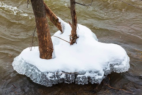 Close-up of three deciduous tree trunks encased in thick block of ice covered with winter like snow