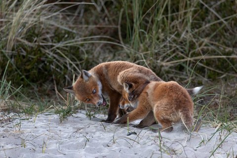 It is always a wonderful nature experience when you can watch red fox pups (Vulpes vulpes)