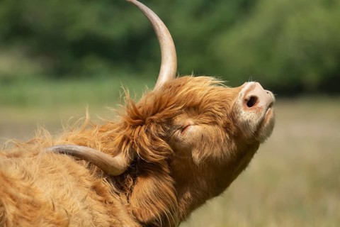 Highland cow or cattle (Bos taurus taurus) adult farm animal head portrait, England, United Kingdom