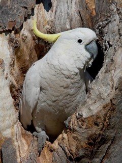 Sulphur-crested Cockatoo (Cacatua galerita), New South Wales, Australia