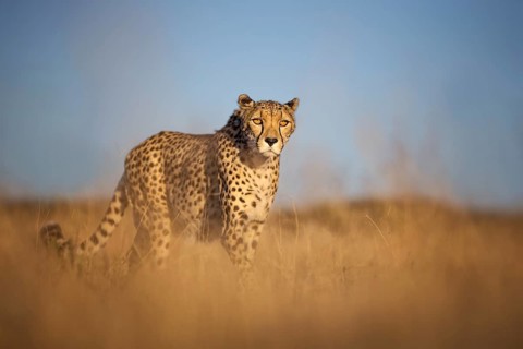Cheetah (Acinonyx jubatus) female walking in grassland, Castile-La Mancha, Spain