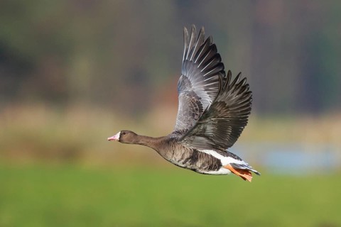 Greater White-fronted Goose (Anser albifrons) flying, North Rhine-Westphalia, Germany