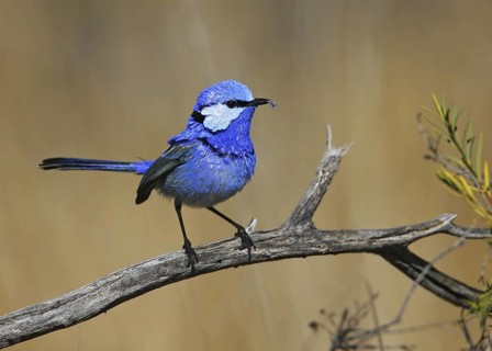 Splendid Fairywren (Malurus splendens) male, Victoria, Australia